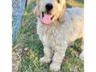 Goldendoodle Puppy for sale in Fayetteville, NC, USA