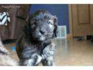Goldendoodle Puppy for sale in Columbia, SD, USA