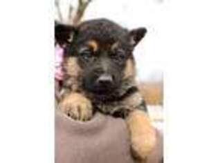 German Shepherd Dog Puppy for sale in Etna Green, IN, USA