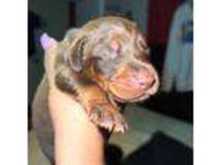 Doberman Pinscher Puppy for sale in Covington, GA, USA