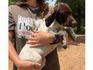 German Shorthaired Pointer Puppy for sale in Bastrop, TX, USA