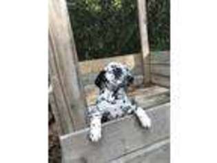 Dalmatian Puppy for sale in Rockmart, GA, USA