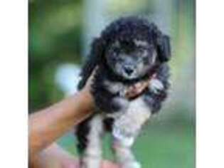 Mutt Puppy for sale in Agawam, MA, USA