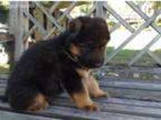 German Shepherd Dog Puppy for sale in Matthews, NC, USA