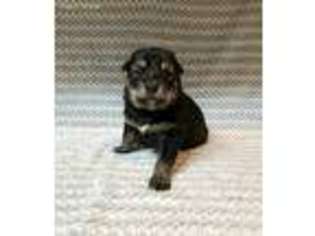 Mutt Puppy for sale in Pioneer, CA, USA