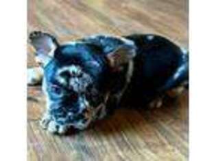 French Bulldog Puppy for sale in Harrah, OK, USA