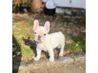 French Bulldog Puppy for sale in Hauppauge, NY, USA