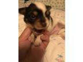 Chihuahua Puppy for sale in Ormond Beach, FL, USA