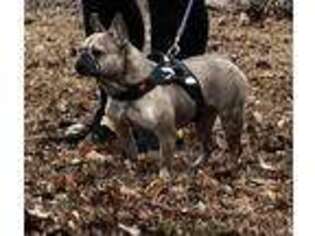French Bulldog Puppy for sale in Tabor City, NC, USA