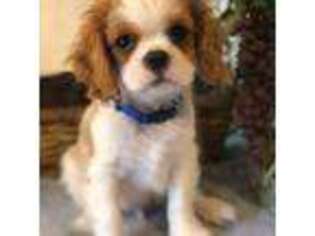 Cavalier King Charles Spaniel Puppy for sale in Grove, OK, USA