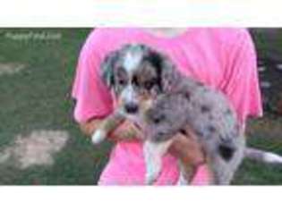 Bernese Mountain Dog Puppy for sale in Chandler, TX, USA