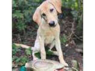 Labrador Retriever Puppy for sale in Menasha, WI, USA
