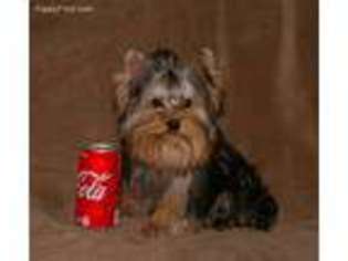 Yorkshire Terrier Puppy for sale in Wilkes Barre, PA, USA