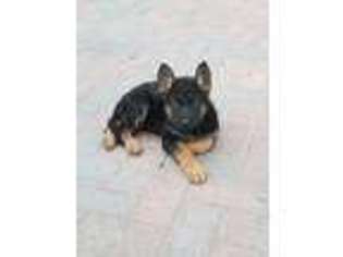 German Shepherd Dog Puppy for sale in Melrose Park, IL, USA
