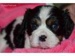 Cavalier King Charles Spaniel Puppy for sale in Hoquiam, WA, USA