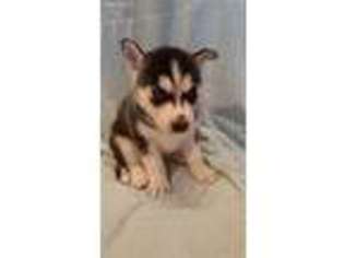 Siberian Husky Puppy for sale in Franklin, OH, USA