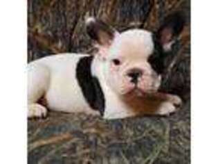 French Bulldog Puppy for sale in Salem, WV, USA
