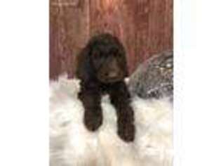 Goldendoodle Puppy for sale in Dubuque, IA, USA