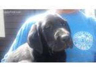 Labrador Retriever Puppy for sale in Fox River Grove, IL, USA