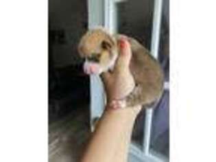 Pembroke Welsh Corgi Puppy for sale in Raeford, NC, USA