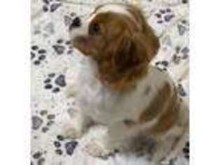 Cavalier King Charles Spaniel Puppy for sale in Carthage, TN, USA