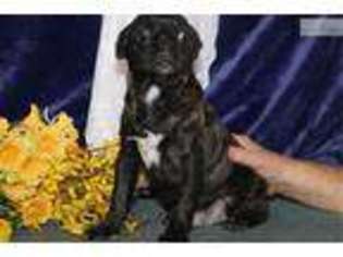 Buggs Puppy for sale in Harrisburg, PA, USA