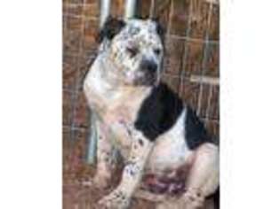 Alapaha Blue Blood Bulldog Puppy for sale in Twentynine Palms, CA, USA