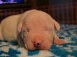 American Staffordshire Terrier Puppy for sale in Spokane, WA, USA