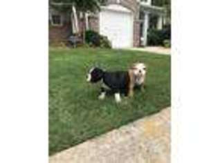 Olde English Bulldogge Puppy for sale in Stone Mountain, GA, USA