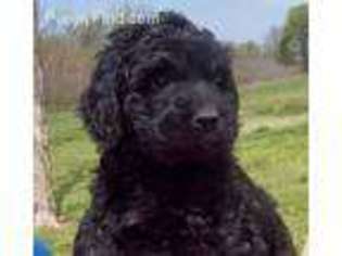 Goldendoodle Puppy for sale in Garden Valley, ID, USA