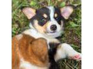 Pembroke Welsh Corgi Puppy for sale in Centerville, TN, USA