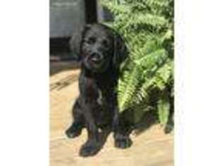 Labradoodle Puppy for sale in Pineville, KY, USA