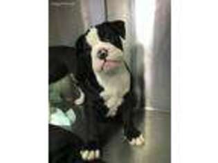 Olde English Bulldogge Puppy for sale in Waco, TX, USA
