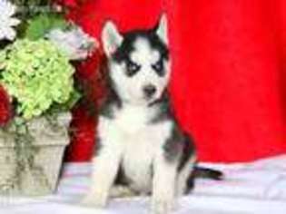 Siberian Husky Puppy for sale in Gordonville, PA, USA