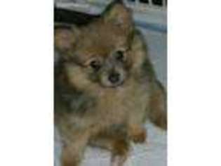Pomeranian Puppy for sale in Redlands, CA, USA