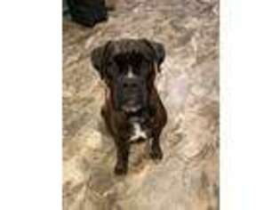 Boxer Puppy for sale in New Castle, IN, USA
