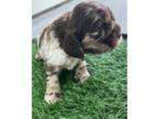 Cocker Spaniel Puppy for sale in Rocky Comfort, MO, USA