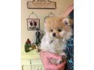 Pomeranian Puppy for sale in Springville, UT, USA