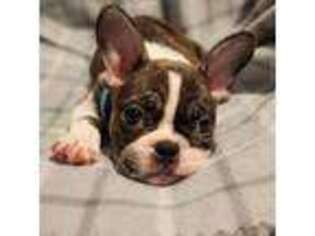 French Bulldog Puppy for sale in Milwaukee, WI, USA