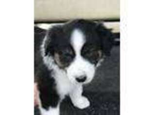 Australian Shepherd Puppy for sale in Sumter, SC, USA