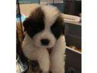 Saint Bernard Puppy for sale in Phoenix, NY, USA