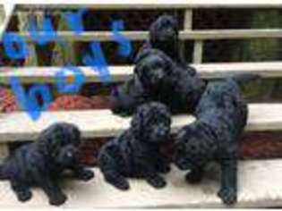 Labradoodle Puppy for sale in Rockingham, NC, USA