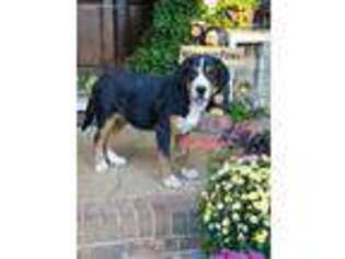Greater Swiss Mountain Dog Puppy for sale in Gaffney, SC, USA