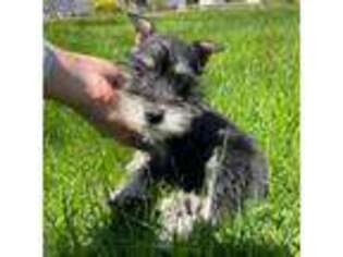 Mutt Puppy for sale in Riverhead, NY, USA