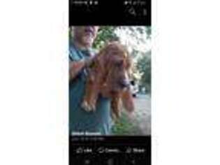 Basset Hound Puppy for sale in Boston, MA, USA