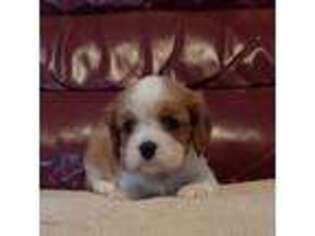 Cavalier King Charles Spaniel Puppy for sale in Lebanon, MO, USA