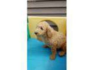 Goldendoodle Puppy for sale in Martinsburg, WV, USA