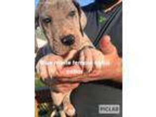 Great Dane Puppy for sale in Vandalia, IL, USA