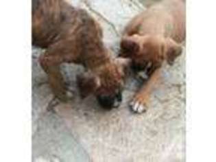Boxer Puppy for sale in VAN NUYS, CA, USA