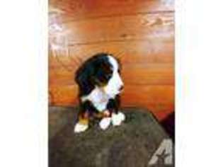 Bernese Mountain Dog Puppy for sale in WOODINVILLE, WA, USA